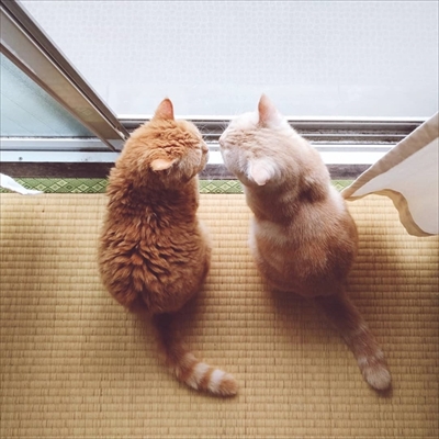 キャッチボールをするネコちゃん