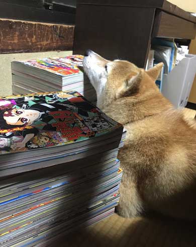 積んだ ジャンプ 顎乗せる 犬 inubot