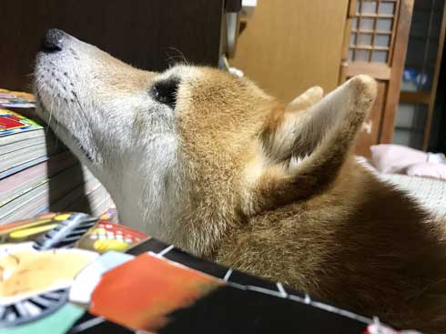 積んだ ジャンプ 顎乗せる 犬 inubot