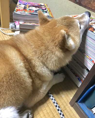 積んだ ジャンプ 顎乗せる 犬 inubot