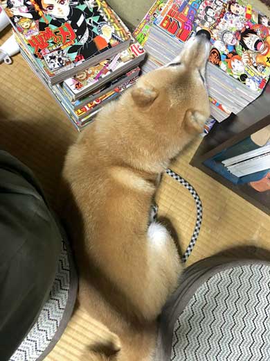 積んだ ジャンプ 顎乗せる 犬 inubot