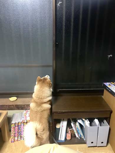 積んだ ジャンプ 顎乗せる 犬 inubot