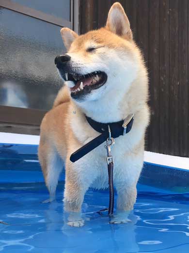 積んだ ジャンプ 顎乗せる 犬 inubot