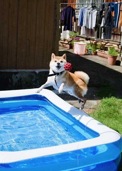 積んだ ジャンプ 顎乗せる 犬 inubot