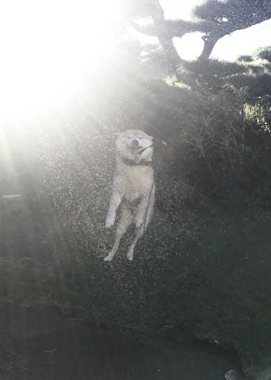 積んだ ジャンプ 顎乗せる 犬 inubot