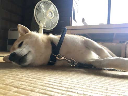 積んだ ジャンプ 顎乗せる 犬 inubot