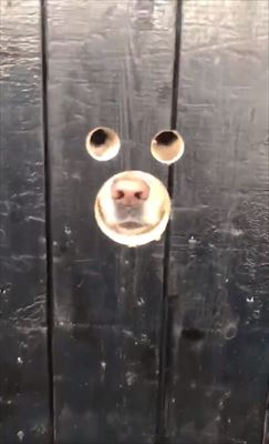 犬