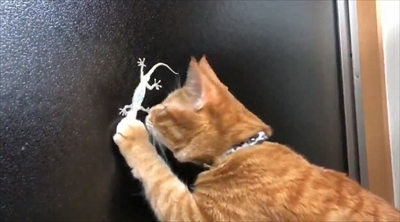 ヤモリを追いかける猫さん