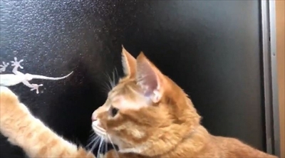 ヤモリを追いかける猫さん