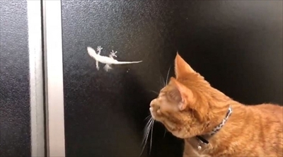 ヤモリを追いかける猫さん