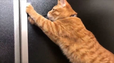 ヤモリを追いかける猫さん