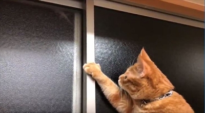 ヤモリを追いかける猫さん