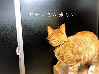 ヤモリを追いかける猫さん