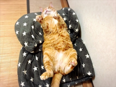 ヤモリを追いかける猫さん