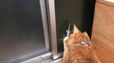ヤモリを追いかける猫さん
