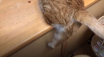 ヤモリを追いかける猫さん