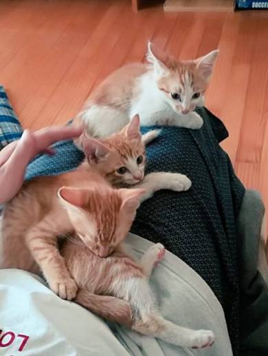 宿題監視するネコ