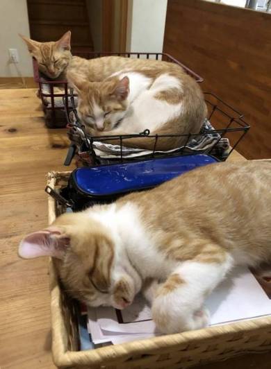 宿題監視するネコ