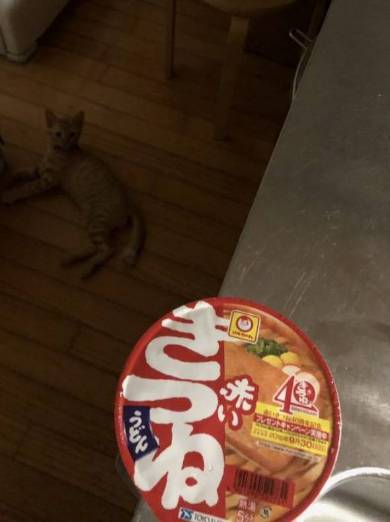 宿題監視するネコ