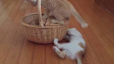 宿題監視するネコ