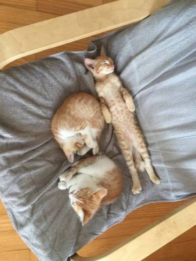 宿題監視するネコ