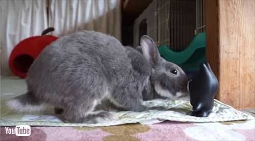 うさぎのふうた