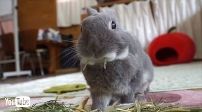 うさぎのふうた