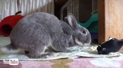 うさぎのふうた