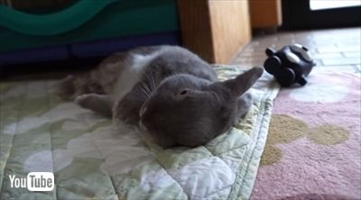 うさぎのふうた