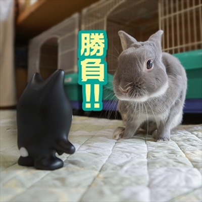 うさぎのふうた