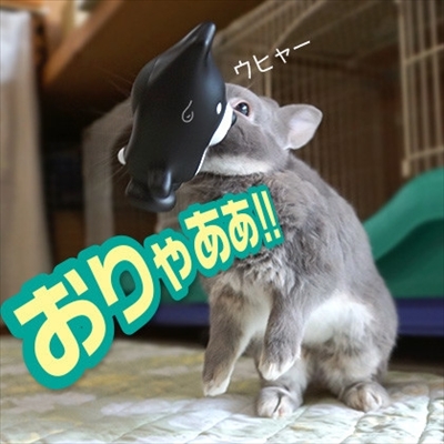 うさぎのふうた