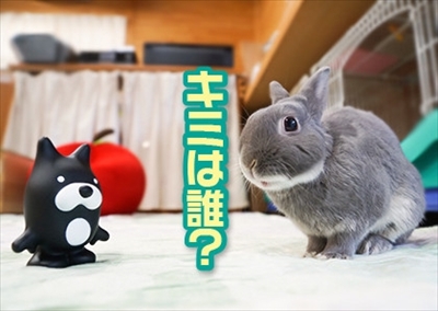 うさぎのふうた