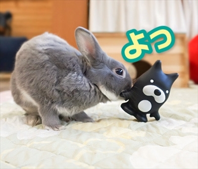 うさぎのふうた