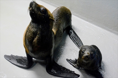 京都水族館ミナミアメリカオットセイ