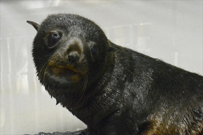 京都水族館ミナミアメリカオットセイ