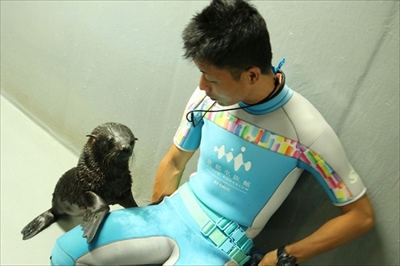 京都水族館ミナミアメリカオットセイ