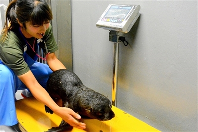 京都水族館ミナミアメリカオットセイ