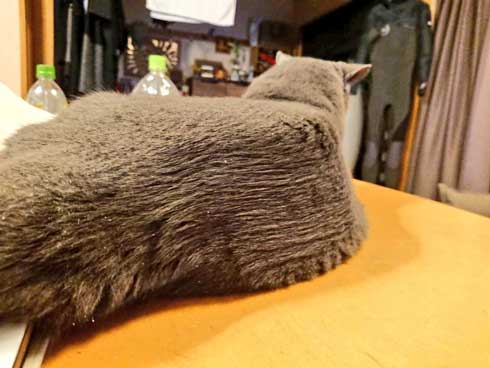 ブラッシング 猫 形 父 シャルトリュー