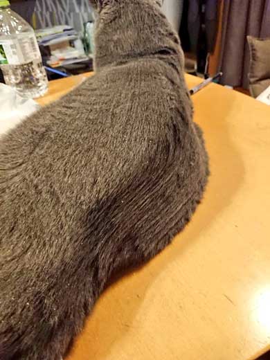 ブラッシング 猫 形 父 シャルトリュー