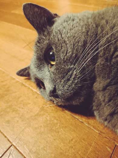 ブラッシング 猫 形 父 シャルトリュー