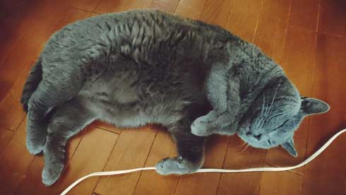 ブラッシング 猫 形 父 シャルトリュー