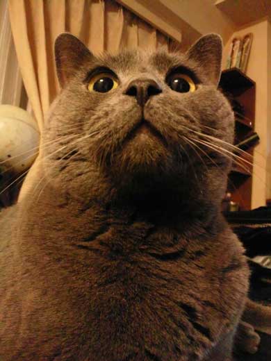 ブラッシング 猫 形 父 シャルトリュー