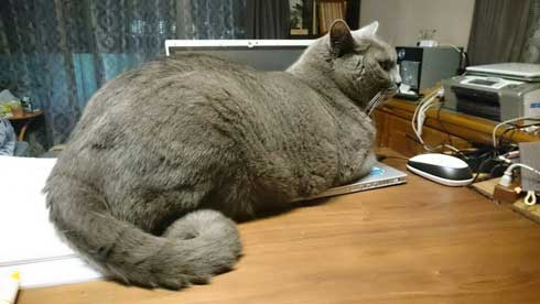 ブラッシング 猫 形 父 シャルトリュー