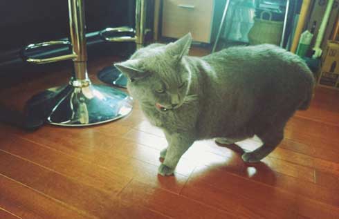 ブラッシング 猫 形 父 シャルトリュー