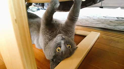 ブラッシング 猫 形 父 シャルトリュー