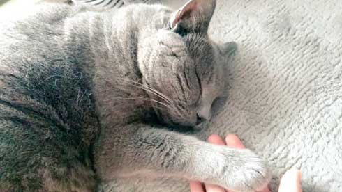 ブラッシング 猫 形 父 シャルトリュー