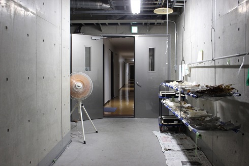 へんなものみっけ 標本づくりの技