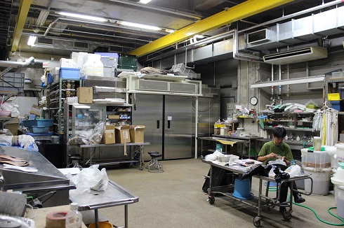 へんなものみっけ 標本づくりの技