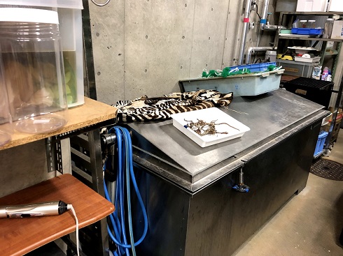 へんなものみっけ 標本づくりの技