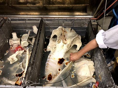 へんなものみっけ 標本づくりの技